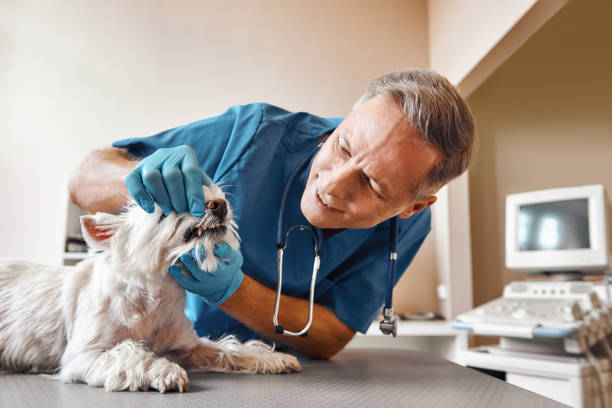 Reliable VA Emergency Dental Service Solutions